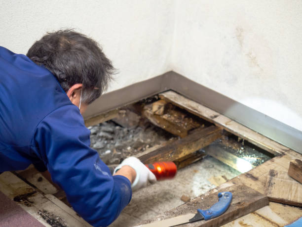 Best Fast Mold Removal  in Hamilton, MO