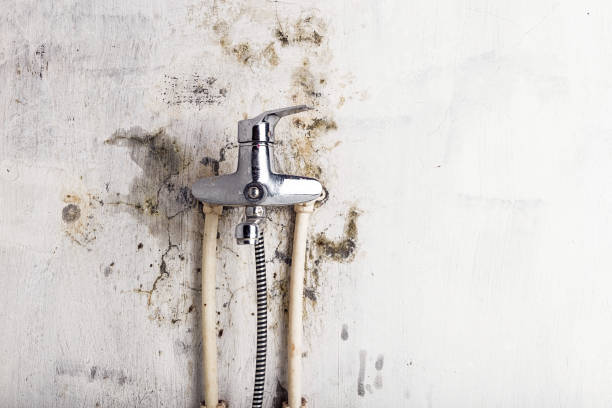 Reliable Hamilton, MO Mold Removal Solutions