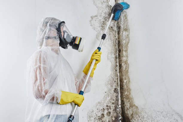 Office Mold Removal Services in Hamilton, MO