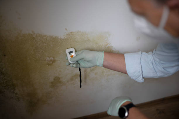 Best Local Mold Removal Service  in Hamilton, MO