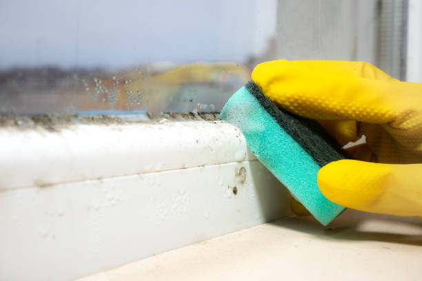 Best Mold Cleaning Services  in Hamilton, MO