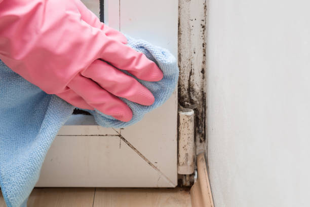 Best Mold Remediation  in Hamilton, MO
